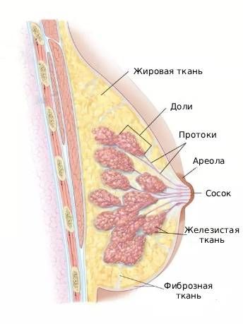 Анатомия молочной железы