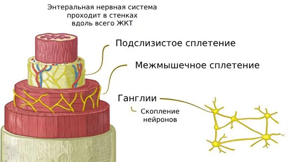 Энтеральная нервная система