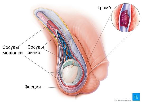 Кровоснабжение мошонки и яичек