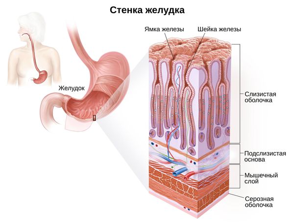 Подозрение на гастрит чем лечить