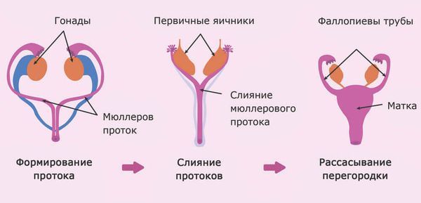 Процесс нормального формирования женских половых органов