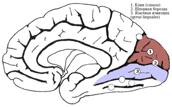 Зрительная зона коры головного мозга