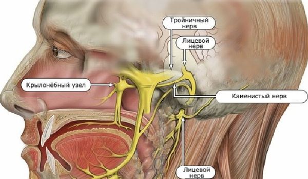 Нервы, участвующие в передаче болевых и чувствительных сигналов