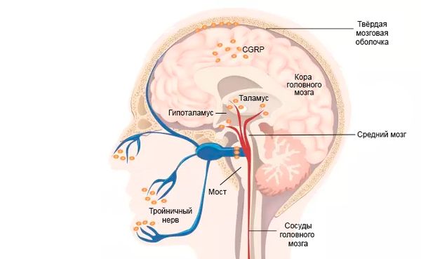 Структуры, участвующие в развитии гемикрании