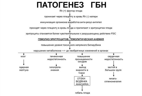 Схема патогенеза ГБН