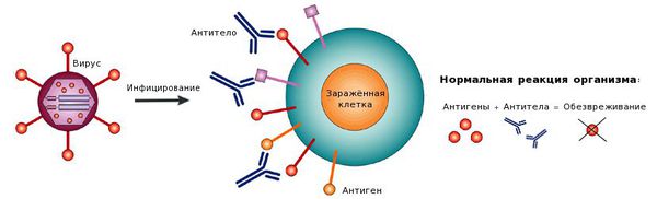 antigeny i antitela s