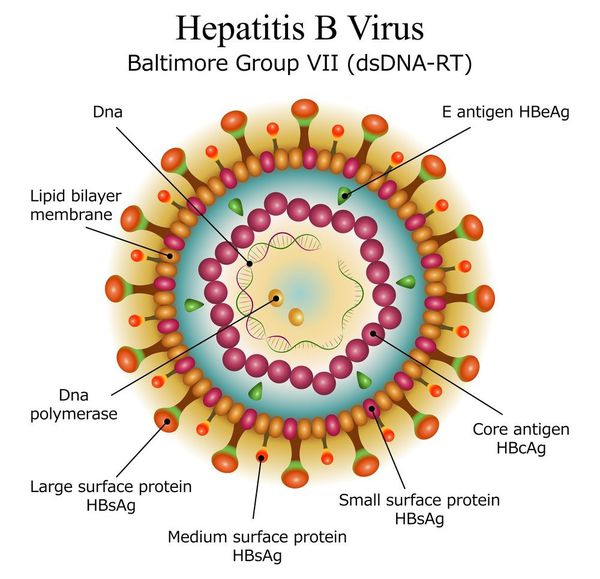 hepatitis b és prosztatitis)