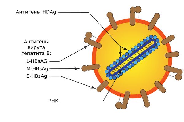 Лечение хронического гепатита