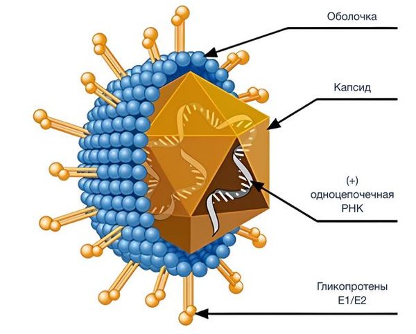 Строение вируса