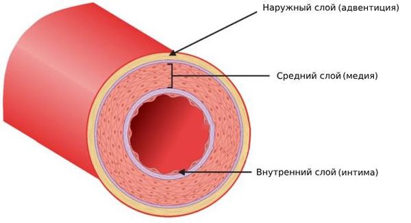 Строение артерии