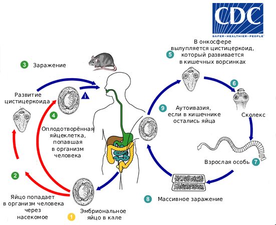 Цикл инвазии [14]