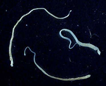 Hymenolepis nana [14]