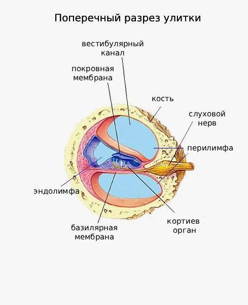 Перилимфа и эндолимфа