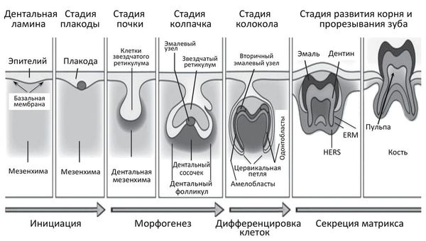 Стадии развития зубов