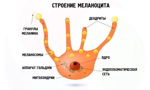 Строение меланоцита