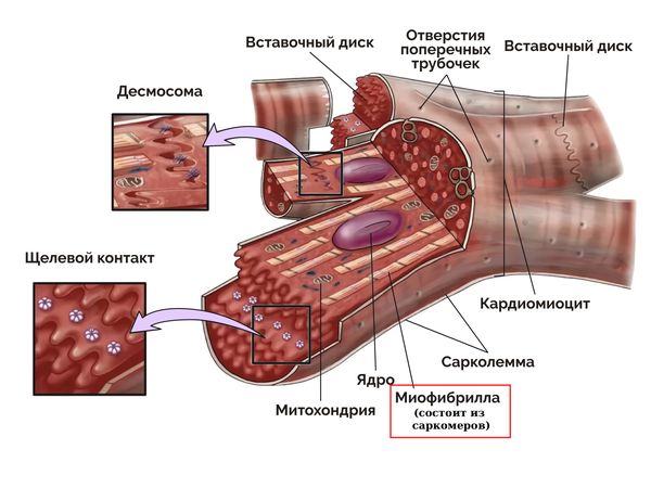 Строение кардиомиоцита (расположение саркомеров) Строение кардиомиоцита (расположение саркомеров)