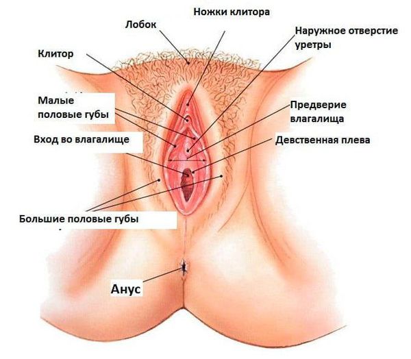 Наружные женские половые органы