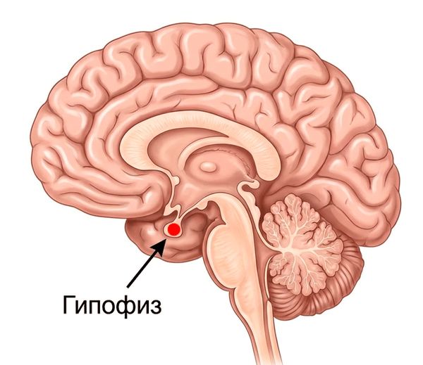 Гипофиз Гипофиз