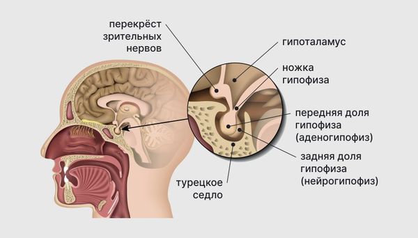 Строение гипофиза Строение гипофиза