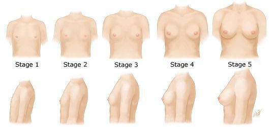 Стадии развития груди