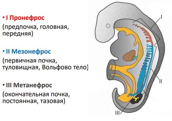 Вы точно человек?