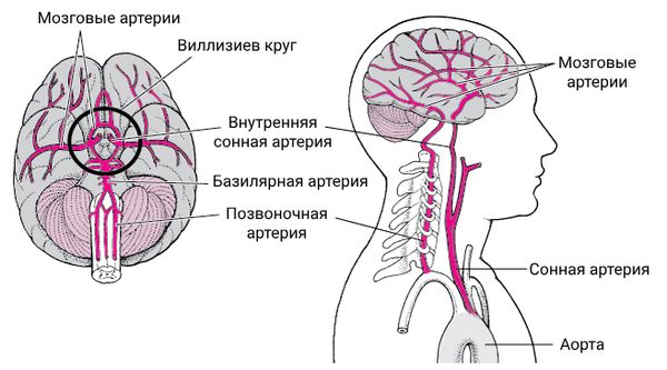 Кровоснабжение головного мозга — Википедия