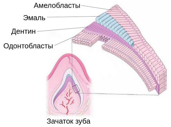 Строение зачатка зуба