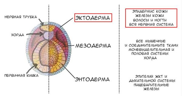 Ткани эктодермального происхождения Ткани эктодермального происхождения