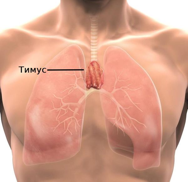 Расположение тимуса
