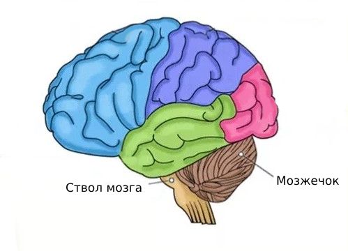 Метастазы рака головного мозга