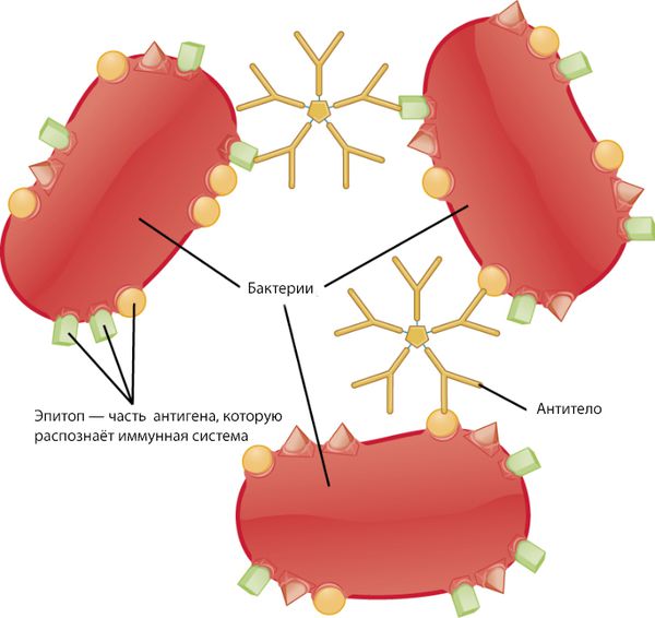 immunnyy kompleks s