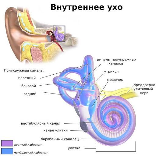 Лабиринт внутреннего уха
