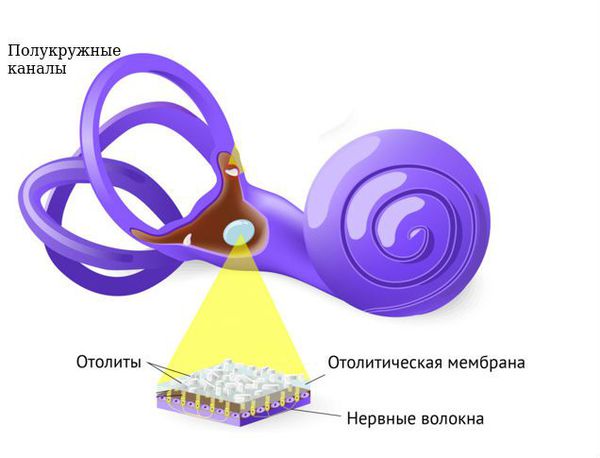 Отолиты на отолитовой мембране внутреннего уха и полукружные каналы