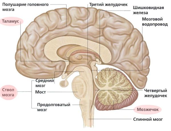 Расположение ствола мозга, мозжечка и таламуса
