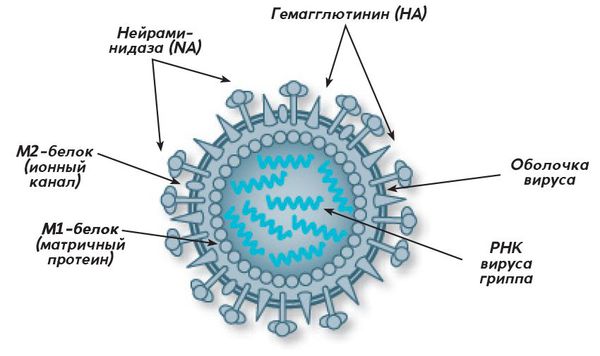 Структура вируса гриппа