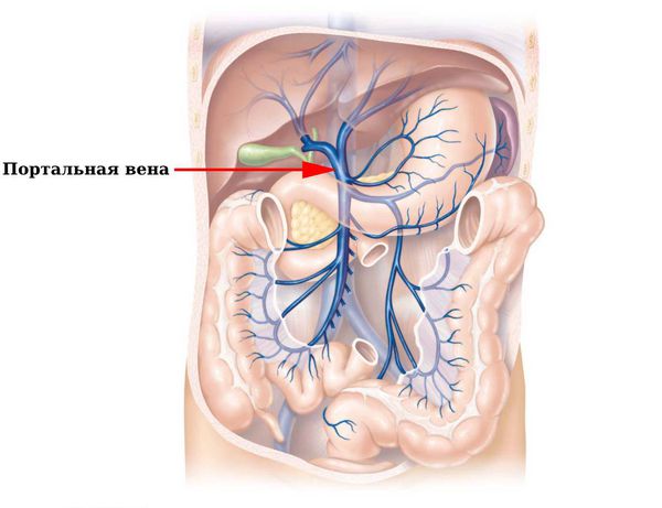 Портальная вена