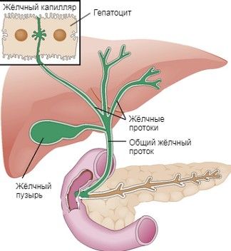 Лечение холестаза – Кривой Рог, гастроэнтеролог на Филатова