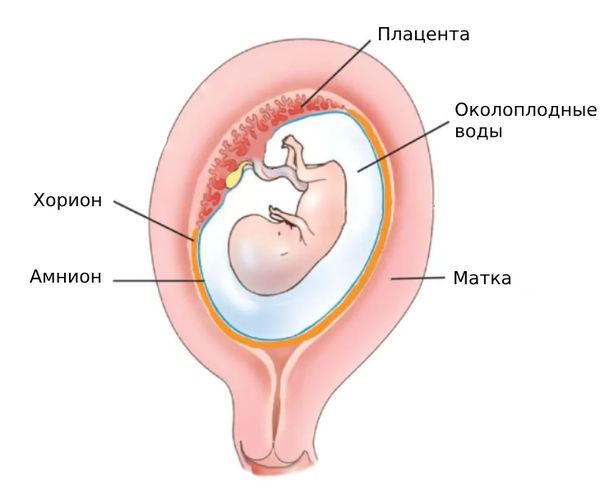 Амнион и хорион. Оболочки плода. Инфекция амниотической полости и плодных оболочек.