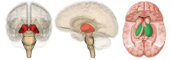 Таламус Таламус