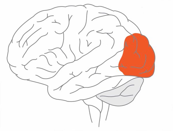 Зрительная кора Зрительная кора