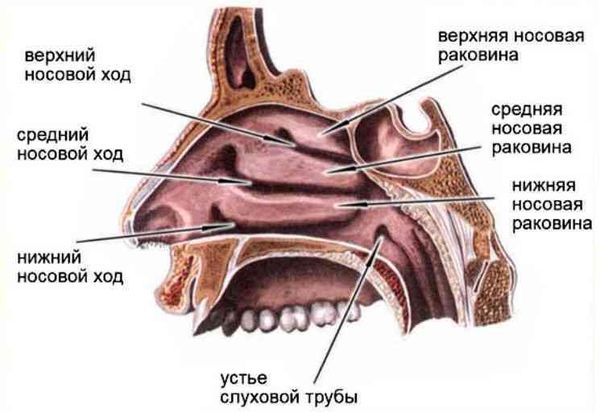 Строение носовой полости