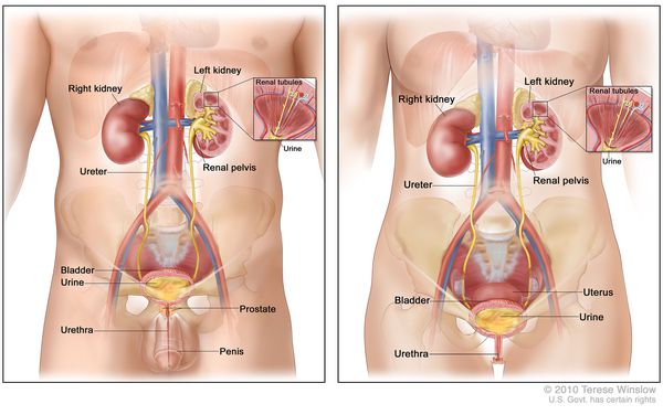 Анатомия женской и мужской мочевыделительной системы