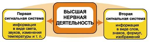 Первая и вторая сигнальная система 