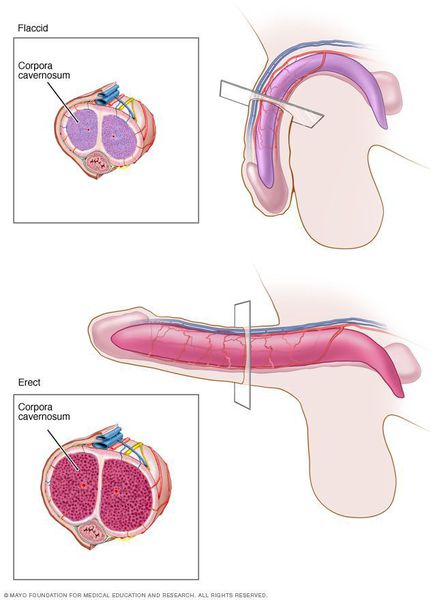 Анатомия полового члена во время эрекции и в обычном состоянии