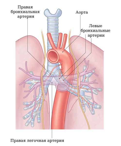 Лёгочные и бронхиальные артерии [25]