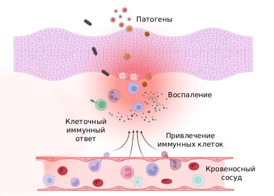 Защитная реакция организма