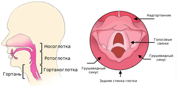 Строение гортани Строение гортани