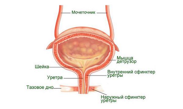 Анатомия мочевого пузыря. Расположение шейки.