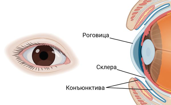 Роговица, склера и конъюнктива