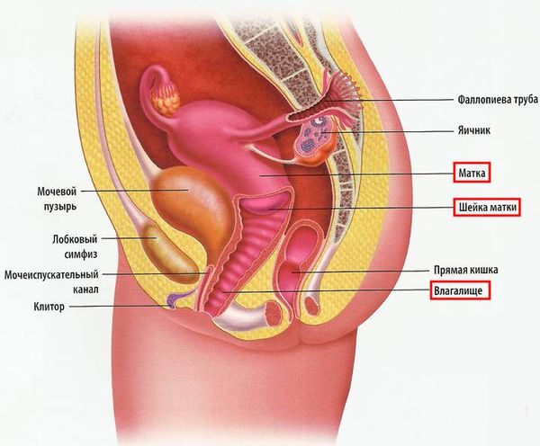 Как устроена женская репродуктивная система - Remedi